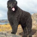 Bouvier Des Flandres