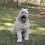 Bouvier Des Flandres