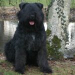 Bouvier Des Flandres