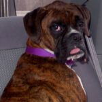 Boxer