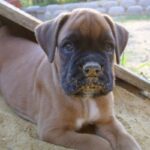 Boxer