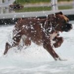 Boxer