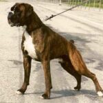 Boxer