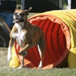 Boxer