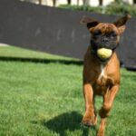 Boxer