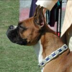 Boxer