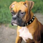 Boxer