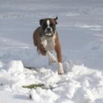 Boxer