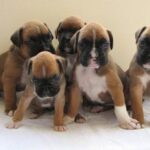 Boxer
