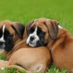 Boxer