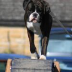 Boxer