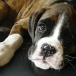 Boxer