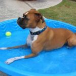 Boxer