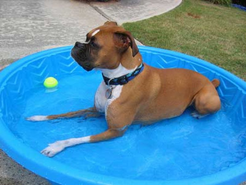 Boxer