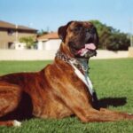 Boxer