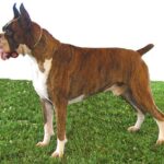 Boxer