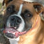 Boxer