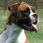 Boxer