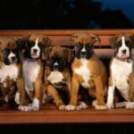 Boxer