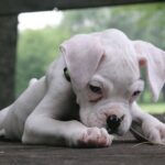 Boxer