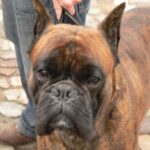 Boxer