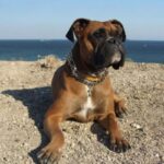 Boxer