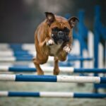 Boxer