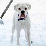 Boxer