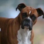 Boxer