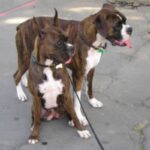 Boxer