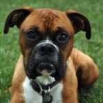 Boxer