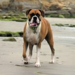 Boxer