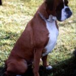 Boxer