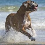 Boxer