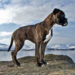 Boxer