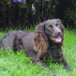 Boykin spaniel