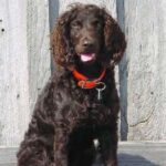 Boykin spaniel
