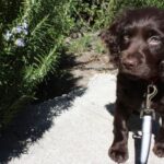 Boykin spaniel