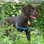 Boykin spaniel