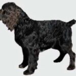 Boykin spaniel