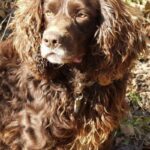 Boykin spaniel
