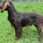 Boykin spaniel