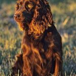 Boykin spaniel
