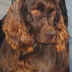 Boykin spaniel