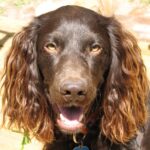 Boykin spaniel