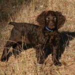 Boykin spaniel