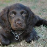 Boykin spaniel