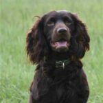 Boykin spaniel