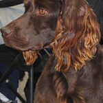 Boykin spaniel