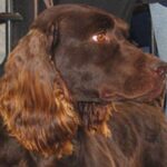 Boykin spaniel